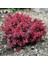 Saksılı Kadın Tuzluğu Berberis Fidanı 20-40 cm 1