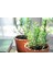 Biberiye Fide Fidanı 20-30 cm 5 Adet Rosmarinus Officinalis 2