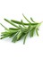 Biberiye Fide Fidanı 20-30 cm 5 Adet Rosmarinus Officinalis 3