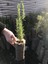 Biberiye Fide Fidanı 20-30 cm Rosmarinus Officinalis 1 Adet 2