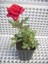 Kırmızı Gül Fidanı 20-30 cm 1