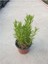 Biberiye ( Rosmarinus Officinalis ) Fidanı Saksıldıır 1