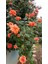 Somon Kayısı Yediveren Sarmaşık Gül Fidanı 15-25 cm N11.89 2