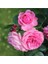 Tüplü Kokulu Reçellik Isparta Gülü Fidanı Rosa Damascena 10-20 cm 1