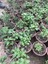 Saksılı Nane Fidanı Fidesi 10-20 cm 5 Adet Mentha 2