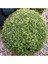 Şimşir (Buxus Sempervirens) Fidanı 20-40 cm 2