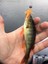 Nayada 2'' (5cm) 9P Yusufçuk Böceği Lrf Silikon Yem 3