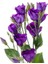 Lisianthus Tohumu ( Lale Gül ) Iri Çiçek Serisi - Mor ( 5 Tohum ) 2