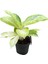Aglaonema 'Arctic Lime' (Çin Herdemyeşili) 1