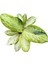 Aglaonema 'Arctic Lime' (Çin Herdemyeşili) 2