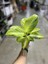 Aglaonema 'Arctic Lime' (Çin Herdemyeşili) 3