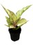 Aglaonema 'chartreuse Pretty' 1