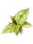 Aglaonema 'chartreuse Pretty' 2