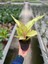 Aglaonema 'chartreuse Pretty' 3