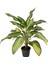 Aglaonema 'Ghost Frosted' (Çin Herdemyeşili) 1