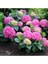 Hydrangea Macrophylla Ortanca Fidanı 10-20 cm 1