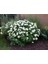 Beyaz Ortanca Fidanı Fidesi 10 30 cm Hydrangea Macrophylla White 2