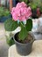 Ortanca Fidanı Hydrangea Mocnophylla 10-20 cm 1
