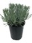 Yoğun Kokulu (Lavandula x Intermedia), Saksıda Lavanta Fidanı, Büyük Boy, 2