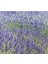 Yoğun Kokulu (Lavandula x Intermedia), Saksıda Lavanta Fidanı, Büyük Boy, 3