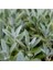 Şalba Adaçayı Fidanı 15-25 cm Salvia Officinalis 2