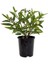 Ağaö Kavunu Pepino Fidanı 10-20 cm 1