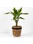 Dracaena Fragrans Gold Tek Gövdeli Lanesse Siyah Hasır Saksılı 40-60 cm 1
