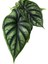 - Alocasia Baginda 'dragon Scale' (Fil Kulağı) 2