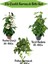 Kızılay Çiçeği+ Hedera Helix+ Potos Sarmaşığı 1