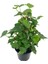 Kızılay Çiçeği+ Hedera Helix+ Potos Sarmaşığı 3