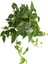 Kızılay Çiçeği+ Hedera Helix+ Potos Sarmaşığı 4