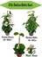 Kızılay Çiçeği+ Hedera Helix+ Mum Çiçeği 1
