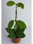 Kızılay Çiçeği+ Hedera Helix+ Mum Çiçeği 4