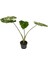 Alocasia Macrorrhiza 'camouflage' (Fil Kulağı) 1
