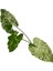 Alocasia Macrorrhiza 'camouflage' (Fil Kulağı) 2