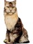 Siyah Kedi Desen Dekoratif Yastık 1