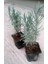 Lavanta Fidanı 10 Adet 15-25 cm Intermedia N11.29698 3