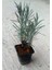 Lavanta Fidanı 10 Adet 15-25 cm Intermedia N11.29698 5