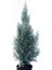 Cupressus Arizonica Mavi Servi Selvi Fidanı 15-25 cm 1