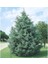 Cupressus Arizonica Mavi Servi Selvi Fidanı 15-25 cm 2