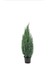 Cupressus Arizonica Mavi Servi Selvi Fidanı 15-25 cm 3