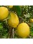 Dev Meyveli Extra Jumbo Tüplü Limon Fidanı 1
