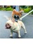 Karikatür Tarzı L Beden Küçük ve Orta Boy Köpek Kedi Koşum Tasması Ayarlanabilir Yelek Yaka Köpek Yavrusu Açık Yürüyüş Chihuahua Terier Schnauzer (Yurt Dışından) 2