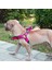 Siyah Stil M Beden No-Pull Köpek Koşum Takımı Kolay Onoff Pet Koşum Yelek Yürüyüş Koşu Hızlı Uyum Küçük Orta ve Büyük Köpekler Için Yansıtıcı Eğitim (Yurt Dışından) 2