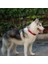 Kırmızı Katı Tarzı Xl Beden Köpek Tasması Naylon Yastıklı Yansıtıcı Yaka Pet Büyük Köpekler Için Ayarlanabilir Açık Rahat Kolye Pitbull Collier Chien (Yurt Dışından) 3
