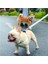Ayak Izi Stili L Beden Küçük ve Orta Boy Köpek Kedi Koşum Tasması Ayarlanabilir Yelek Yaka Köpek Yavrusu Açık Yürüyüş Chihuahua Terier Schnauzer (Yurt Dışından) 5