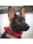 Siyah Stil Xl Beden Taktik Köpek Yaka Tasma Seti Ayarlanabilir Askeri Pet Yaka Perro Tasma Orta Büyük Köpek Alman Çoban Eğitim Aksesuarları (Yurt Dışından) 2