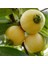 Tropik Tür Rose Apple Meyve Fidanı Özellikleri 1