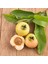 Tropik Tür Rose Apple Meyve Fidanı Özellikleri 3