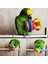 No.3 Tarzı Sevimli Hayvan Kuş Plastik Çiğneme Topu Zincir Kafes Oyuncak Papağan Parakeet Üç Renkli Papağan Plastik Oyuncak Çan Topu (Yurt Dışından) 2